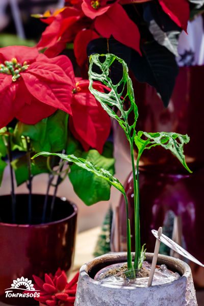 Feuilles luxuriantes de Monstera Obliqua du Pérou, plante exotique idéale pour la décoration intérieure